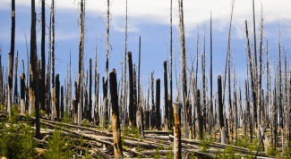 Почему погибает лес