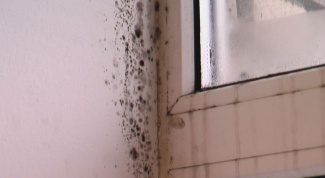 How to get rid of mold on the walls in the apartment