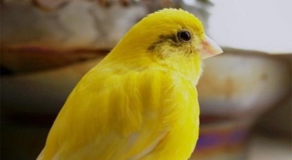 How to distinguish female from male Canary