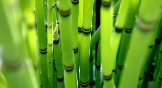 Как рассадить бамбук