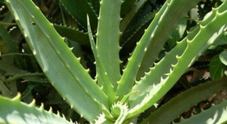 How to store aloe Vera juice