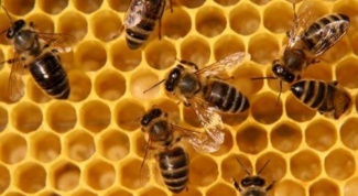 Как поставить ловушку на пчел