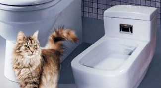 How to remove cat urine odor