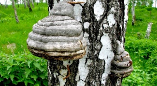 How to prepare chaga mushroom
