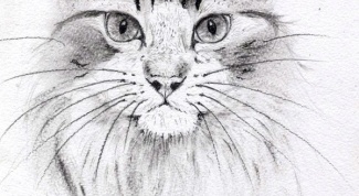 Как нарисовать морду кота