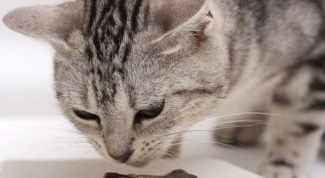 Как кормить кошку после стерилизации
