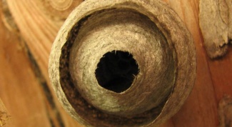 How to destroy wasp nests