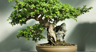 How to grow bonsai from ficus