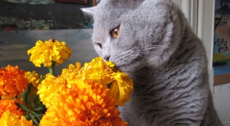 Как удалить запах от кошачьей мочи