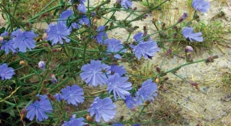 How to plant chicory