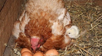 Как посадить курицу на яйца