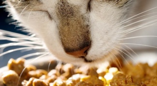 How to choose cat food for kidney stones