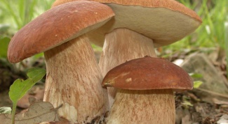 Как собирать осенние грибы