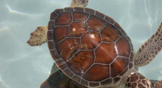 How to keep the house a sea turtle