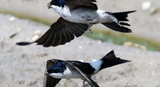 Why swallows fly low