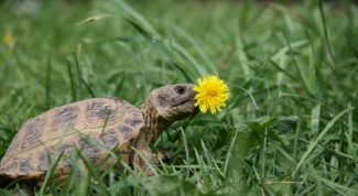 How to know the age of the tortoises