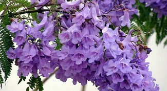 How to make lilac color