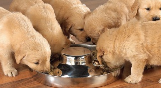 How to feed puppies