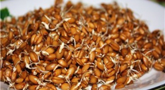 Как проращивать и принимать зародыши пшеницы