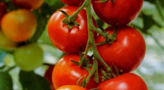 Why wilt tomatoes
