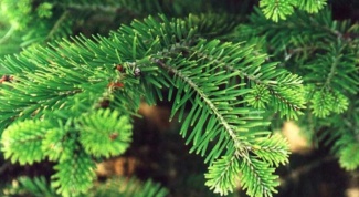 Как выбирают елку: ищем свою лесную красавицу