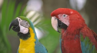 Как приручить дикого попугая