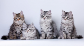 Как выбрать котенка сибирской кошки