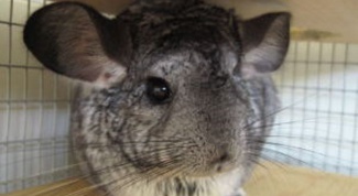 How to name a chinchilla