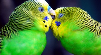 Как определить породу попугая