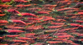Почему рыбы откладывают миллионы икринок