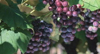 Как сохранить виноград на зиму