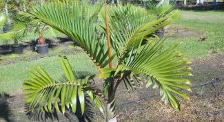 How to grow a palm tree from seed