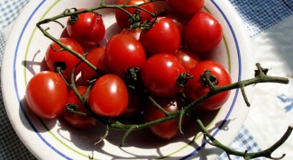 Tomatoes: how to grow your own