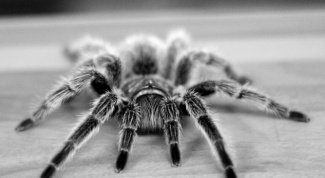 Как перестать боятся пауков