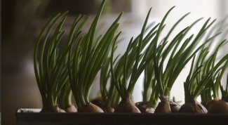 Как вырастить зеленый лук зимой