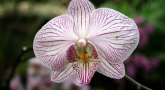 Как определить вид орхидеи