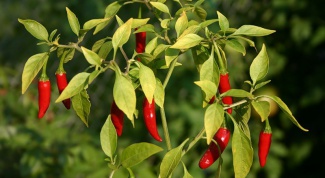 How to grow hot peppers