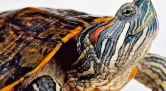 Как ухаживать за морской черепахой