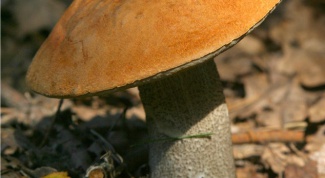 Как отличить гриб подосиновик
