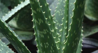 How to make medicine from aloe