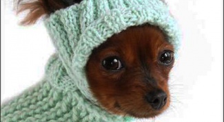 How to knit a hat dog