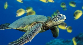 Как кормить морских черепах