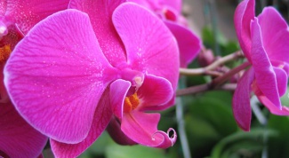 How to transplant an Orchid, if it blooms