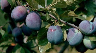How to transplant a plum