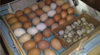 Как сделать домашний инкубатор для яиц