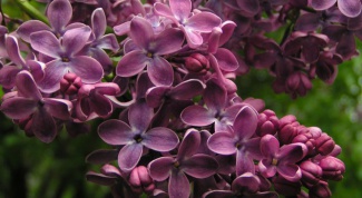 Why not lilac blooms