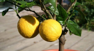 Как укоренить лимон