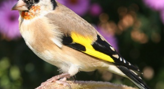 How to feed goldfinches