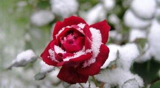 Как вырастить розы зимой