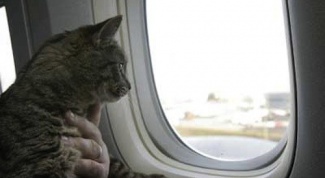 How to transport a cat in a plane